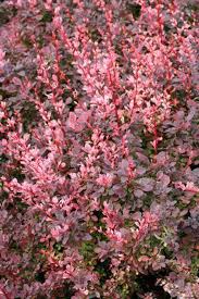 Image result for Berberis