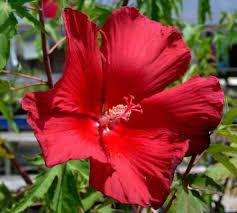 Image result for Hibiscus pusillus