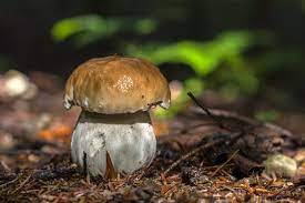 Manchmal lohnt sich ein blick unter die moosdecke, wenn ein verdächtig nach steinpilz aussehendes hütchen hervorschaut. Wann Wachsen Steinpilze Ubersicht Uber Sorten Und Ihre Saison