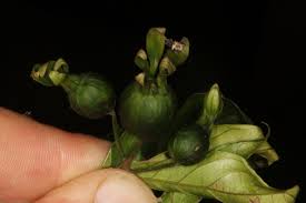 Image result for Heinsia