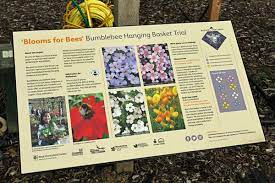 Flowers provide bees with nutritious and tasty pollen and nectar you'll love this plant! Is It Possible To Have Wildlife Friendly Hanging Baskets Gardening For Wildlife Nature On Your Doorstep The Rspb Community