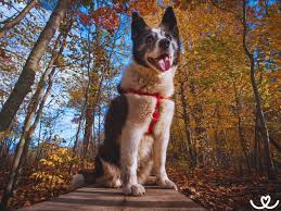 Image result for karelský medvědí pes