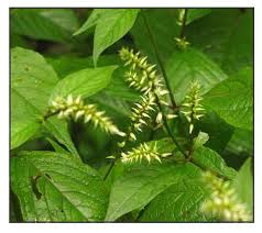 Image result for Achyranthes