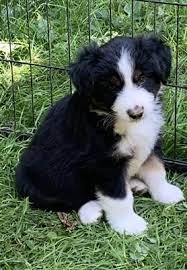 Mini American Shepherds Puppies And Dogs For Sale Pets Classified Ad Oregonlive Com American Shepherd Miniature American Shepherd Shepherd Puppies