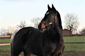 Buy 1 18 cobra and get the best deals at the lowest prices on ebay! Point Pintobreeder