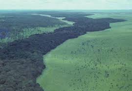 Image result for Chamaeclitandra henriquesiana