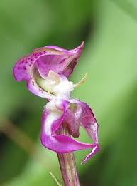 Image result for Disperis reichenbachiana