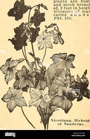 Image result for Nemesia lilacina