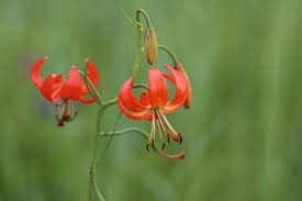 Image result for Polygala melilotoides