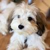 Below is a sample search of our havanese breeders with puppies for sale. Https Encrypted Tbn0 Gstatic Com Images Q Tbn And9gctjncyutfh7 Nrahwrxirdligtthbwbga3plekprcl9ip8 X5v3 Usqp Cau