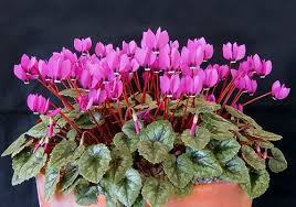 Image result for Cyclamen parviflorum