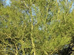 Image result for Acacia xanthophloea
