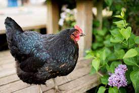 The top 10 reasons to get jersey giant chickens reason #1: Jersey Giant Size Egg Laying Colors Temperament And More
