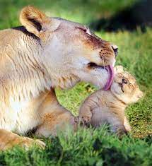 We did not find results for: Baby Lions With Their Mothers Cute Animals Baby Animals Animals
