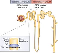 Sodium-glucose cotransporter-2 inhibitors: Understanding the mechanisms for  therapeutic promise and persisting risks - Journal of Biological Chemistry