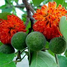 Image result for Broussonetia