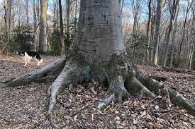 Tree Root Systems Vic S Tree Service Roots 101 Tree Roots Tree Tree Service