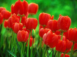 Desktop Wallpaper Gallery Nature Tulip Flower Bulbs Free Background 160 Bulb Flowers Amazing Flowers Flowers