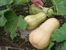 Summer is the season for butternut squash. Growing Butternut Squash Winter Variety How To