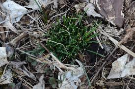 Yes, pet rabbits absolutely can eat celery in small quantities, if properly prepared. 6 Flowers That Rabbits Don T Like To Eat Gardeninacity