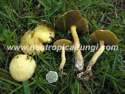 Image result for Suillus sp.