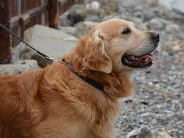 We are located almost an hour north of the twin cities in east bethel, mn. Golden Retriever Rescues In Wisconsin Adopt A Golden Retriever Near You Golden Hearts