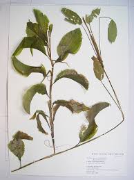Image result for Potamogetonaceae
