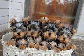 From Facebook A Basket Of Edgewood Brats Yorkshire Terrier Dog Yorkie Puppy Yorkshire Terrier Haircut Micro size puppies $4,500 & up. yorkshire terrier dog yorkie puppy