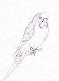 Wellensittiche Traditionell Zeichnen Wellensittich Blog Welli Net Fur Alle Die Wellensittiche Lieben