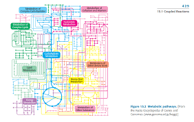 Chart Of How The Metabolic Pathways Fit Together Dataisugly