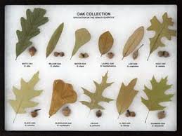 Oak Collection Leaf And Seed Display Oak Leaf Display