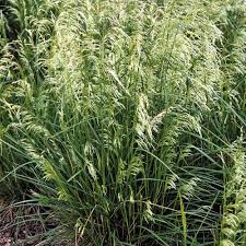 Image result for Deschampsia