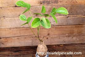 Image result for Dolichos kilimandscharicus