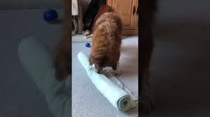The food dispensing hole on the larger sizes is a little big; Clever Food Dispensing Toys For Dogs Including Raw Food Puzzle Toys