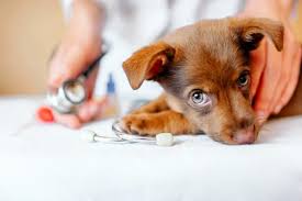 Whether you've adopted a puppy or an older dog, you can use the information below as a basic guide and timeline for vaccinations and deworming. Puppy Deworming Why Early And Often Still Holds True Great Pet Care