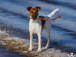 Image result for foxteriér hladkosrstý