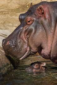 River Hippo Funani And Newborn Calf San Diego Zoo Cute Animals Zoo Animals Baby Hippo