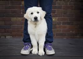 See more ideas about cute puppies, puppies, cute animals. The 10 Cutest Puppy Breed Photos We Ve Ever Seen