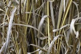 Image result for Hyperthelia dissoluta