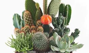 Throw in a handful of gravel to make a more coarse mix. How To Care For Cacti Gardening Advice The Guardian