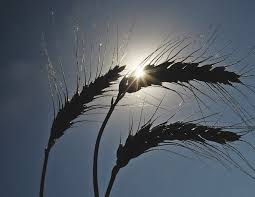 New grain transportation bill prompts cheers among farmers