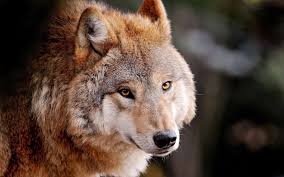 Beautiful Black And Brown Wolf Hd Wolf Photos Hd Wallpapers Wolf Photos Wolf Background Wolf Dog