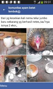 Penelitian terbaru menyebutkan bahwa konsumsi 2 butir telur ayam sehari tidak dua butir telur akan memberikan asupan 13 gram protein, 9,5 gram lemak, 56 mg kalsium, dan 1,8 mg zat besi. 1 Cangkang Dua Ekor Ayam Ditetas Idnfarmers