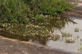 Image result for Lindernia monroi