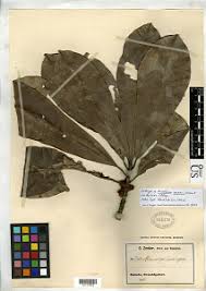 Image result for Manilkara koechlinii