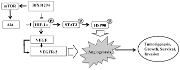 Hif welcomes calls through the national relay service if you are deaf, have a hearing impairment and/or speech impairment. Advances In The Targeting Of Hif 1a And Future Therapeutic Strategies For Glioblastoma Multiforme Review