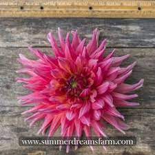 Tripadvisor has 851 reviews of king salmon hotels, attractions, and restaurants making it your best king salmon resource. 110 Dahlia Care Ideas Dahlia Care Dahlia Growing Dahlias