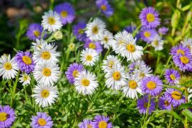 Meistens pflanzen sie die aster für die setzlinge in den kisten, aber sie können sofort in den boden. Kissenaster Die 10 Besten Pflege Und Pflanztipps Herbstaster