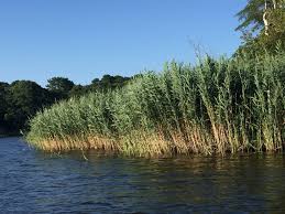 Image result for Phragmites