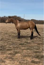 Image result for Light Buckskin 1989 Colt